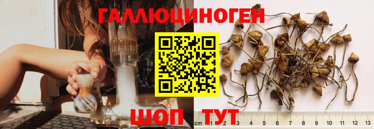 Галлюциногенные грибы Psilocybine cubensis  Вход с VPN  Кореновск 